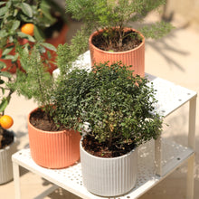 Load image into Gallery viewer, ceramic ribbed planters