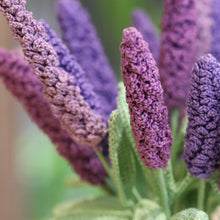 Load image into Gallery viewer, violet crochet  flower