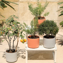 Load image into Gallery viewer, Ribbed Ceramic Planter