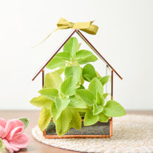 Load image into Gallery viewer, Glass Hut Terrarium, Detailed View