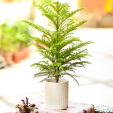 Load image into Gallery viewer, ceramic planter