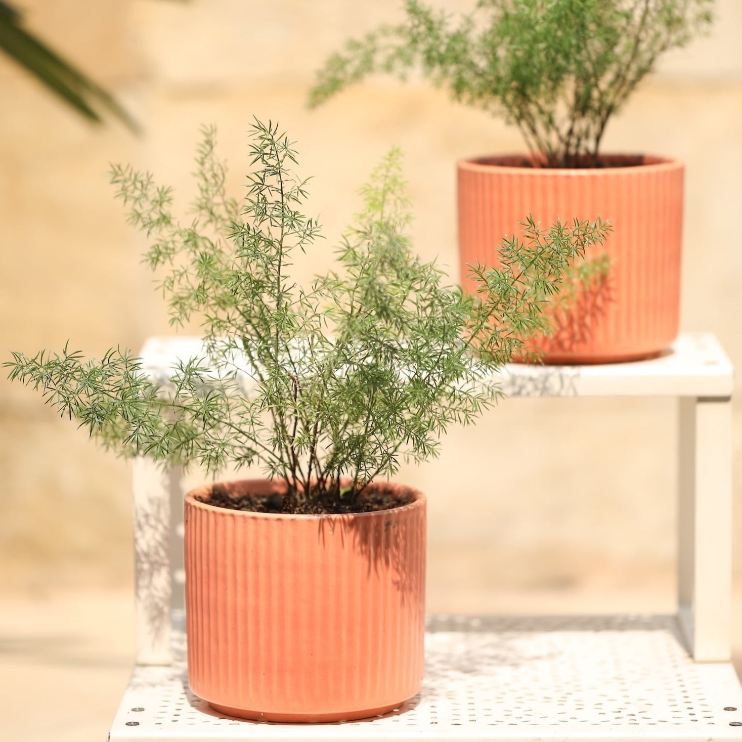 Textured Ribbed Ceramic Pot Ribbed Ceramic Planters | Handcrafted Pots & Planters | Pastiche by AK